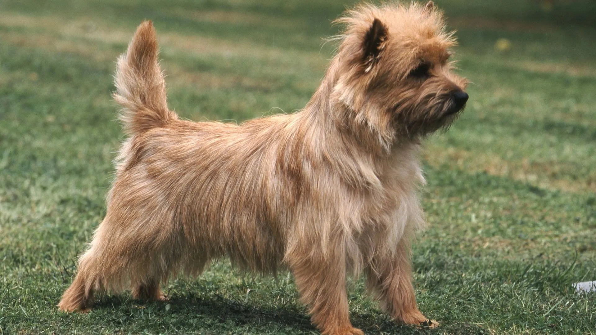 Cairn Terrier